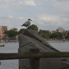 DNL_20090127_151950