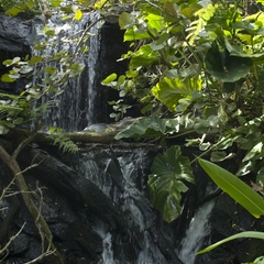 DNL_20090128_111154