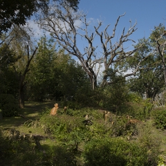 DNL_20090128_113306