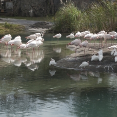 DNL_20090128_121850