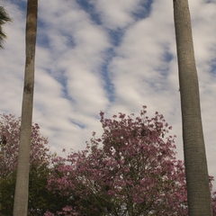DNL_20090130_143330