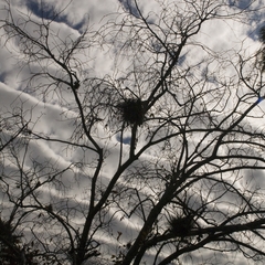 DNL_20090130_143534