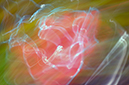 %_tempFileNameRose-Bud%