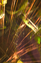 %_tempFileNameSky-Vines%